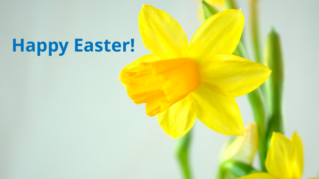 A yellow daffodile and the text "Happy Easter".